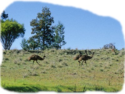Emus in West-Australien